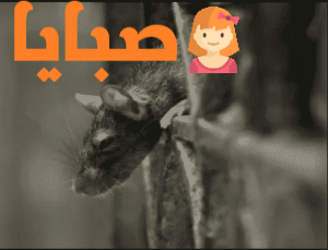 فيروس هانتا Hantavirus يثير القلق من جديد في الصين تعرف علي مخاطر هذا الفيروس 11