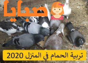 تربية الحمام في المنزل