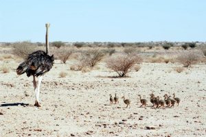 مشروع تربية النعام في المزارع الصغيرة أو المنزل
