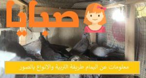 معلومات عن اليمام 