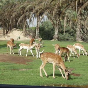 افريكانو بارك