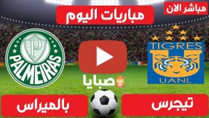 مباراة بالميراس وتايجرس بث مباشر