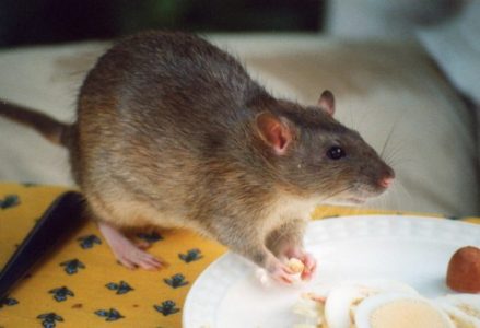القضاء على الفئران 