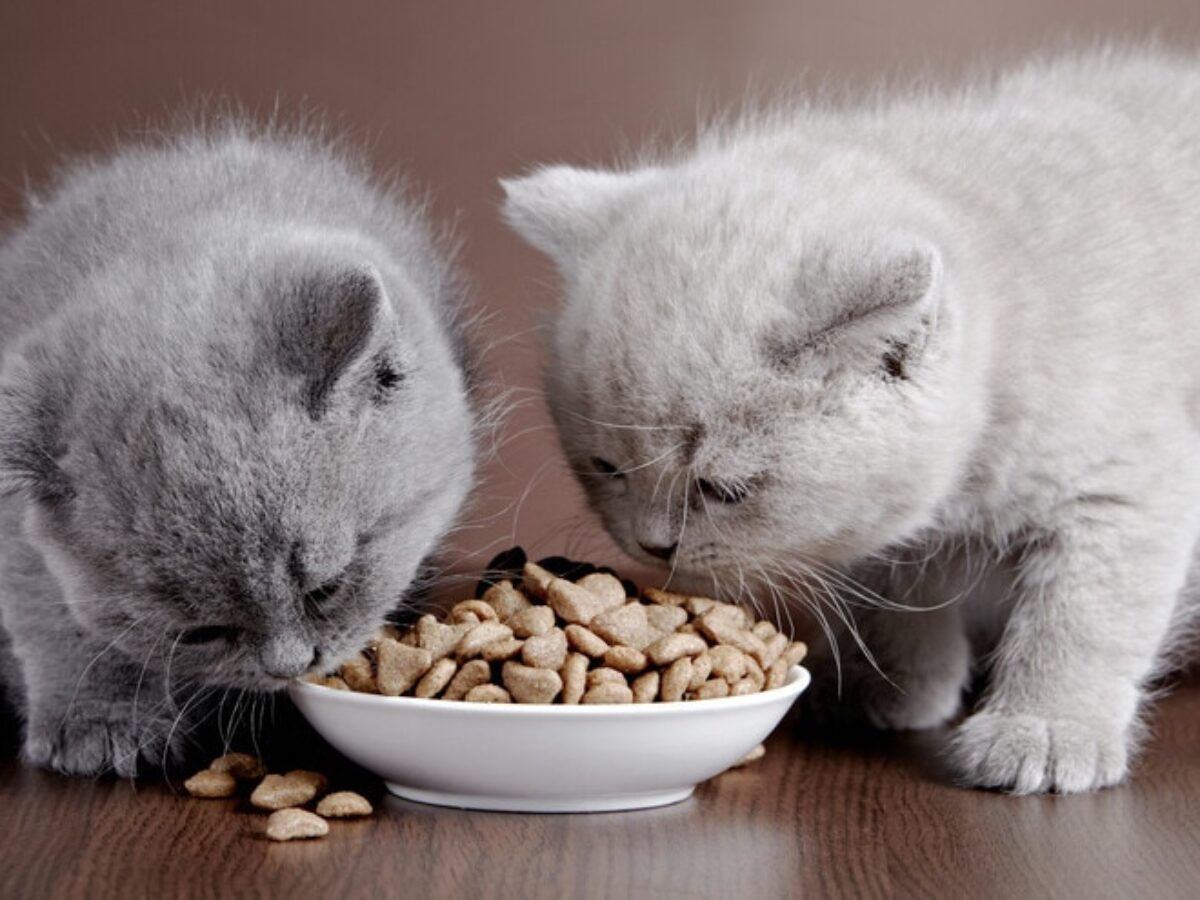 تغذية القطط: النصائح الغذائية الصحيحة والأطعمة الممنوعة 