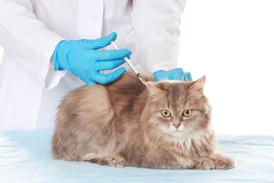 العناية بصحة القطط: جدول التطعيمات والعناية الوقائية .. تعرف على أهم 5 تطعيمات