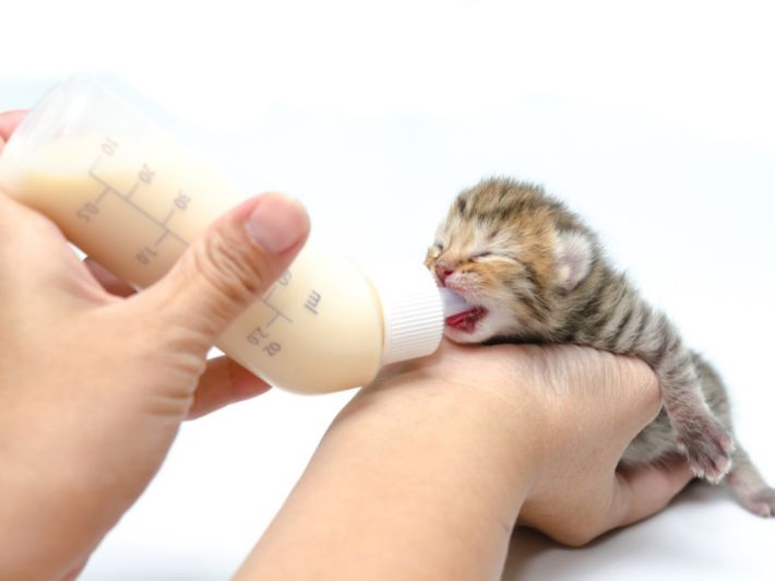 تربية القطط الصغيرة: كيفية الاهتمام بالقطط الصغيرة والرضع وتطويرها بشكل صحي  .. أهم 6 خطوات